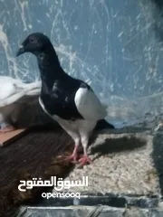  2 كوم حمام مشكل كامل لعدم التفرغ للبيع
