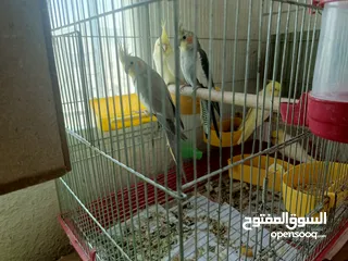  1 جواز كوكتيل للبيع