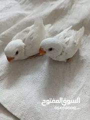  5 فراخ روز البينو بيور عين حمرا