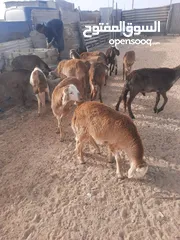  1 حولا سوداني للبيع