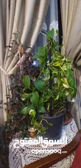  4 internal and external plants - نباتات داخلية وخارجية