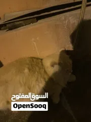  1 قطًة للتبني