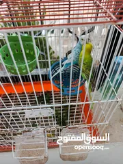  7 جوزين حب بسعر مغري