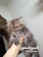  1 قطه للبيع  لعوبه بسعر رمزي في عمان جبل الجوفه