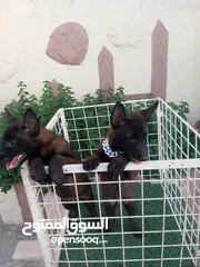  8 متاح جراء بلجم مالينو درايف عالي