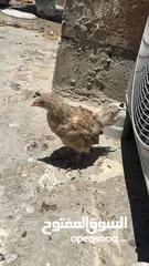  7 جاجتين براهمه وديك براهمه وصوص بلدي