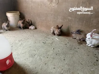  4 ارانب للبيع فرنسي وبلدي