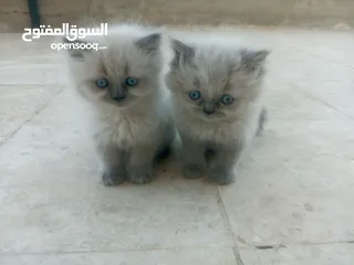  1 قطط هملايا للبيع ذكر وأنثى العمر شهر ونص لعوبات