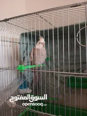  1 عصفور وايت فيس