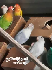  10 جوز فيشر شغال لون مميز ازرق فاتح للبيع