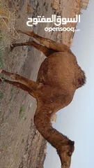  5 السلام عليكم ورحمه الله موجود اضحيه