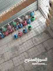  6 طيور جنه (فنجز) الوان