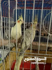  1 زوج كوكتيل للبيع