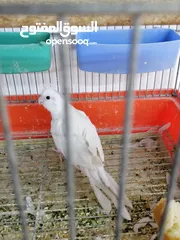  7 كوكتيل أنثى برونز فالو