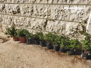  2 نبات البخورة أو الحبق المغربي أو اللوبانة العطري سلالة مميزة أوراق مخملية لامعة  خضراء بالكامل دائمة