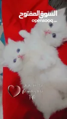  14 Available kittens for sale high quality breed Cats (Silver British breed & Scottish straight breed.)