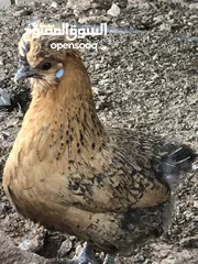  1 دجاج براهمي