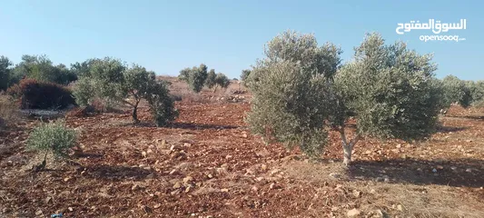  3 ارض للبيع في عربونه