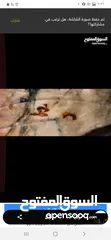  12 تحفة  فخمه  نادرة  على قاعدة خشب ورد ختم صيني  ثمينه من ال Jade احجار اليشم الكريمة ختم ملكي - الصين