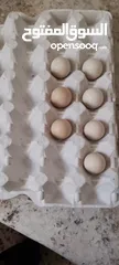  8 متوفر 3جواز حجل بلدي شغالات العمر حوالي سنتين تفقيس جاجه   جاجه قرقه تحتها 8فراخ حجل  12بيضه حجل