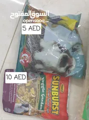  8 (165 AED) Bicachu (Bika), super lovley Male Hamster + his things يحب النظافة و أليف جداً