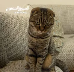  4 سكوتش فولد وسكرتش ستريت المعني يبعت