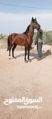  1 حصان للبيع او البدل