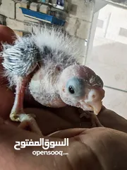  8 فراخ كوكتيل للزق اليدوي