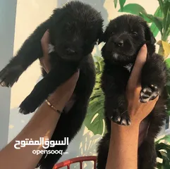  2 جراوي جيرمن شيبرد بلاك جاك  Black german shepherd dogs