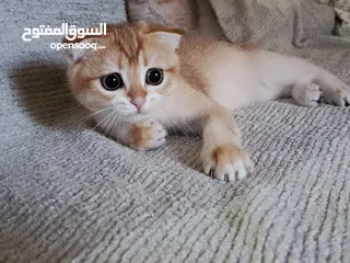  7 قطط سكوتش فولد + ستريت الوان مختلفه واعمار مختلفه الاسعار من ابتداء من  70ل 120  اناث وذكور اهالي