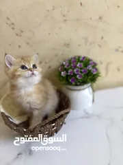  2 سكوتش برتش جولد ny12وny11