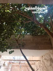  1 شقة شبه ارضية مع حديقة خاصة للبيع بسعر مغري