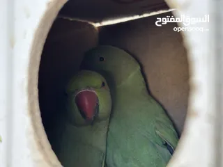  2 ببغاء دره للبيع في جرش