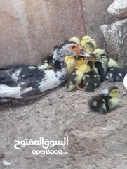  16 طيور للبيع بغرض نقل مكان السكن