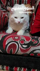  8 قطط شرازي للبيع في صنعاء الاصبحي المقالح