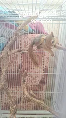  2 سنجاب ذكي ولعوب وجميل للبيع