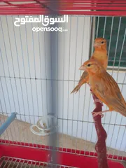  2 فحل كرزي ومخلفين مشمشيات قرميديات