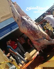  6 غنم وعجول للبيع