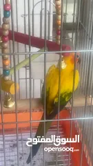  2 صن كنيور استرالي