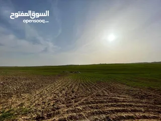  7 قطعة ارض للبيع جلول دونم 1000 متر مربع قرب التنظيم مباشرة شوارع مميزة