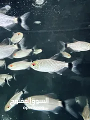  3 عرض ناار حوض سمك حجم وسط مع 3 سمكات