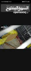  5 جوز حب هوجو روم لاتينو منتج للبيع او للبدل علا جوز كنار +انثايت ببغاء كوكتيل حبشي الاليفه للبيع