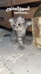  1 قطط سكوتس مكس هملايا