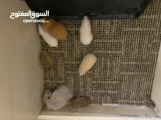  2 hamster هامستر للبيع عدد 7