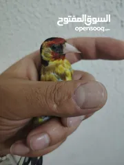  2 حسون كلاسك اصفر مايور حجل 24