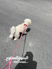  2 كلب ملتيبو