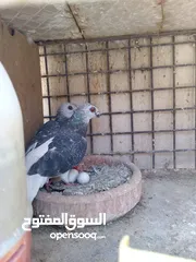  4 جواز حمام  حلوين وشغالين