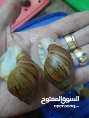  7 حلزونات افريقى