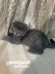  2 قطط بريتش ستريت وفولد للبيع