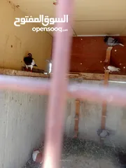  6 حمام للبيع